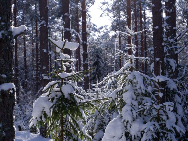 Talvinen ja aurinkoinen metsä, jossa on etualalla lumen peittämiä kuusia.